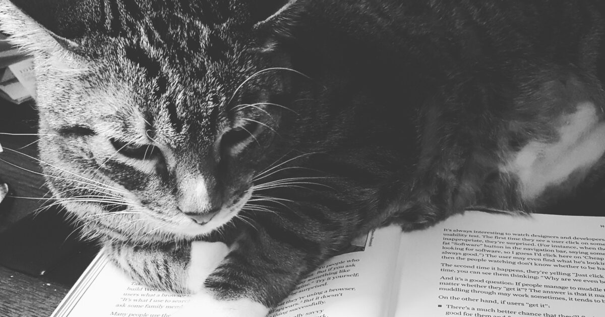 本の上の猫