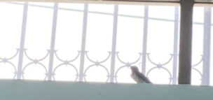 センイチブックス６月の営業日