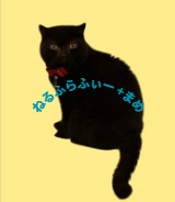 ねるふらふぃー＋まめ